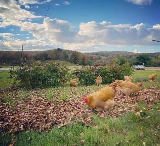 Aamiaismajoitus (B&B) Bloom Farm Guesthouse