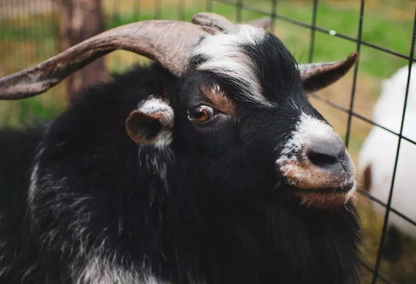 Majatalo Penzion U Statku