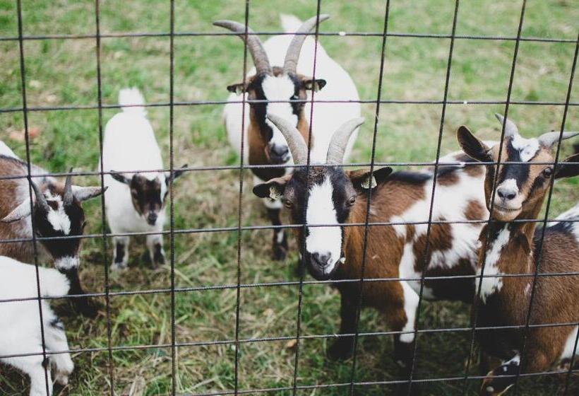 膳宿费 Penzion U Statku