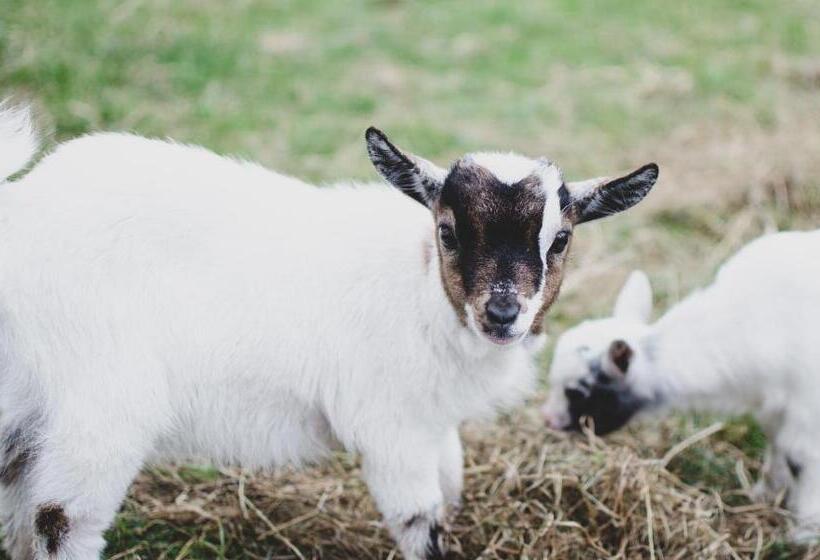 膳宿费 Penzion U Statku