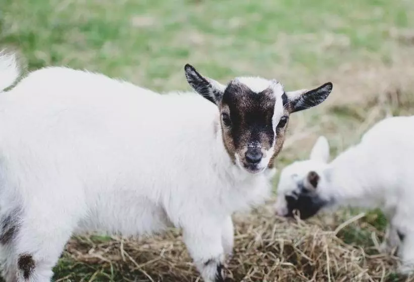 Majatalo Penzion U Statku