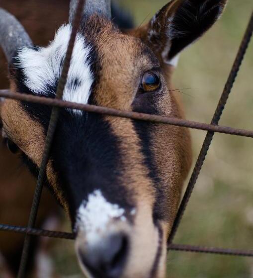 膳宿费 Penzion U Statku
