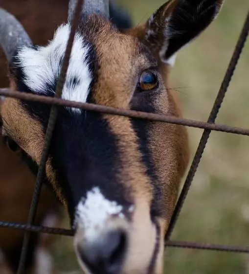 Majatalo Penzion U Statku