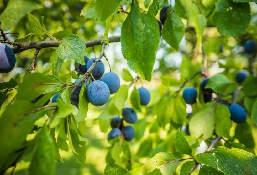 فندق صغير Penzion Berdina