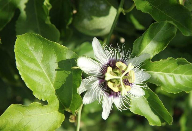 住宿加早餐  Villa Markisa Pakisan