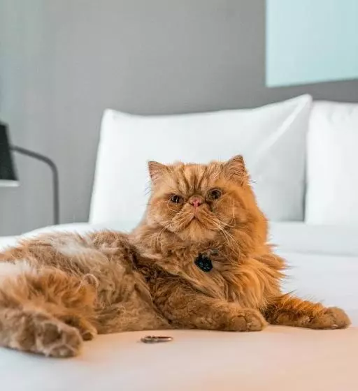 ホテル Aloft Guadalajara Sur