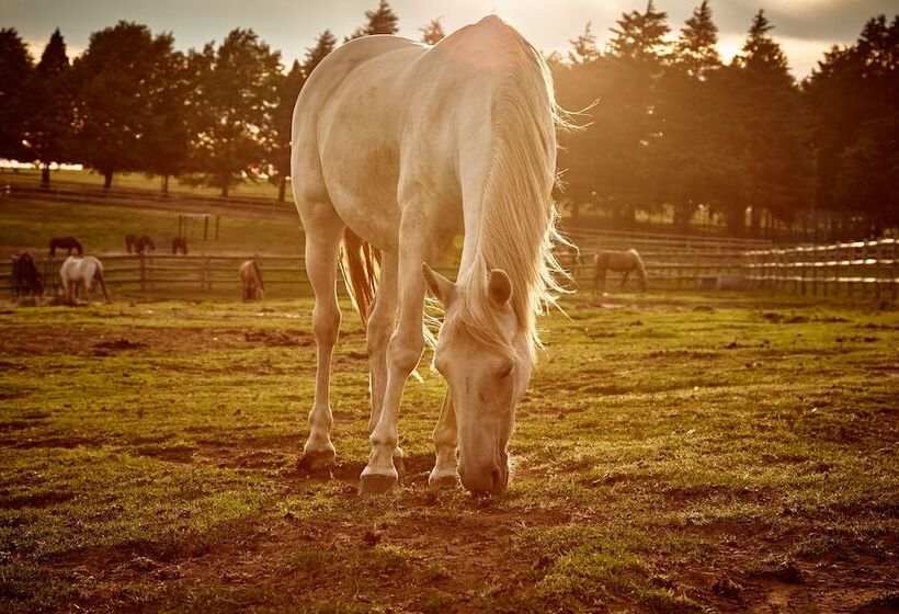 First Group Midlands Saddle And Trout
