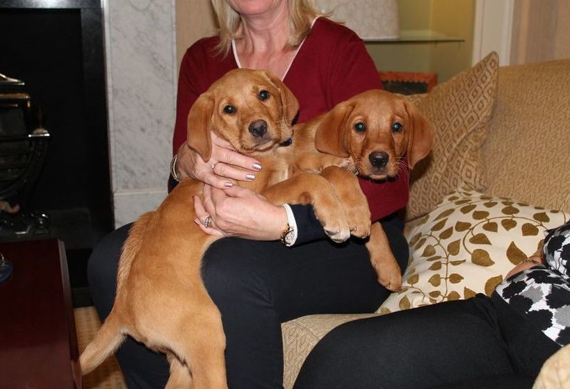 فندق Alveston House