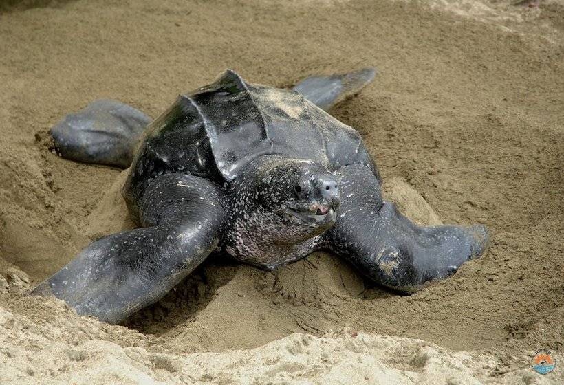 هتل Comfort Inn & Suites Tobago