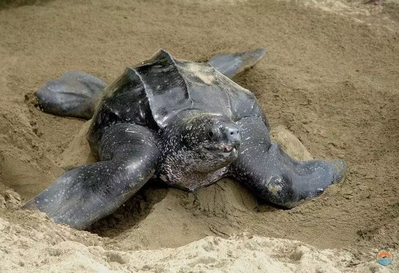 Hotelli Comfort Inn & Suites Tobago