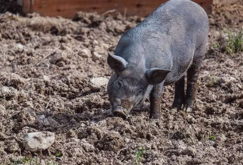 ホテル Tatragolf Mountain Resort