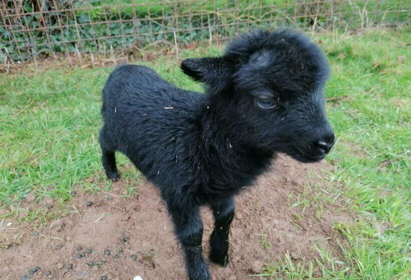 פנסיון Maison Moomoons