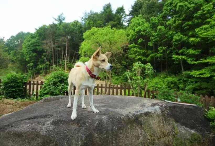Hotelli Yangpyeong Dorothy Valley Pension