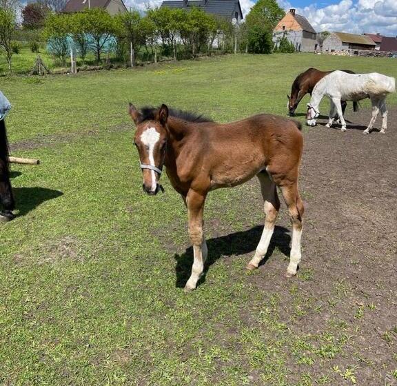 فندق Agro Na Wapniarni