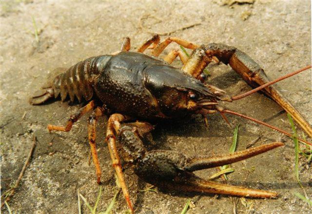 호텔 Bębnikąt Osada Leśna Puszcza Notecka