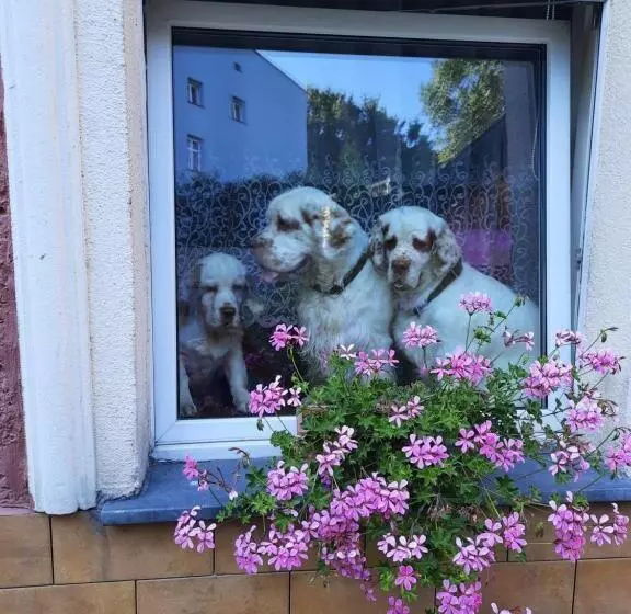 ペンション Gościniec W Starym Młynie