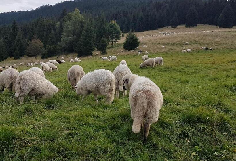 צימר Willa Skalniak