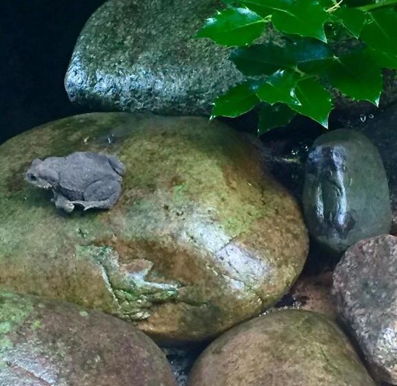 בית מלון כפרי Panorama Bh