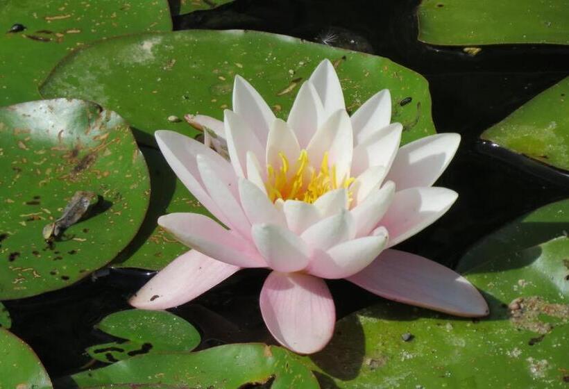 ペンション Pokoje Gościnne Liber