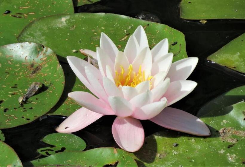 ペンション Pokoje Gościnne Liber