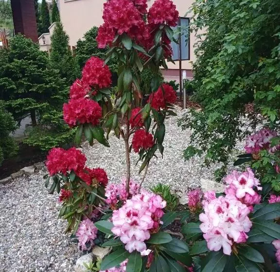 Aamiaismajoitus (B&B) Lusia