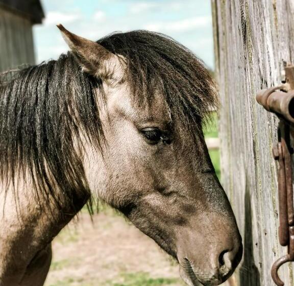 בית מלון כפרי Agroturystyka Sielanka