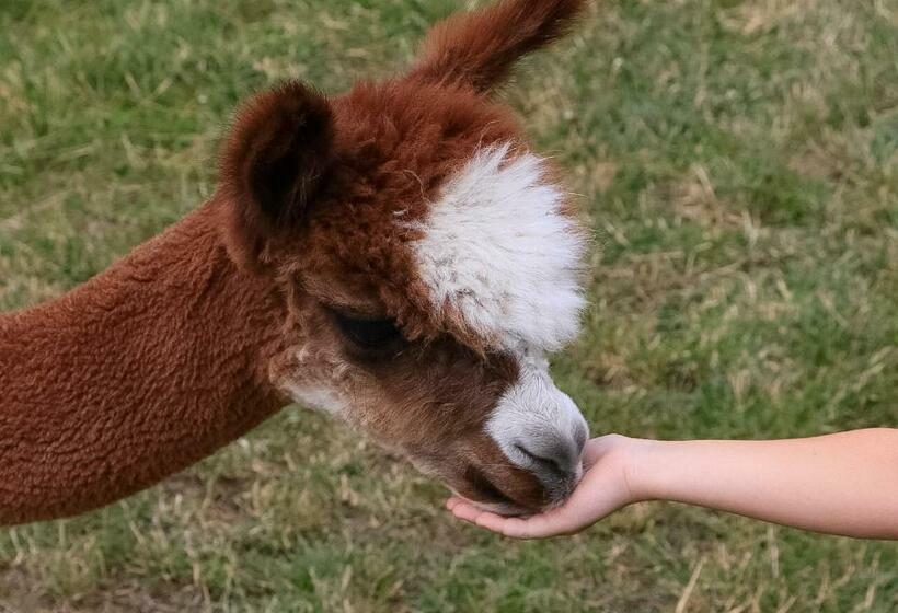 ホテル Alpaka Ranczo Aff