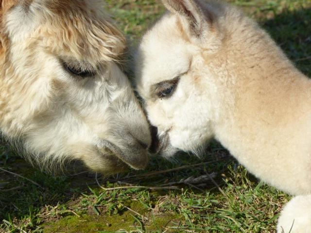 ホテル Alpaka Ranczo Aff