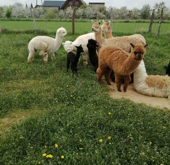 ホテル Alpaka Ranczo Aff