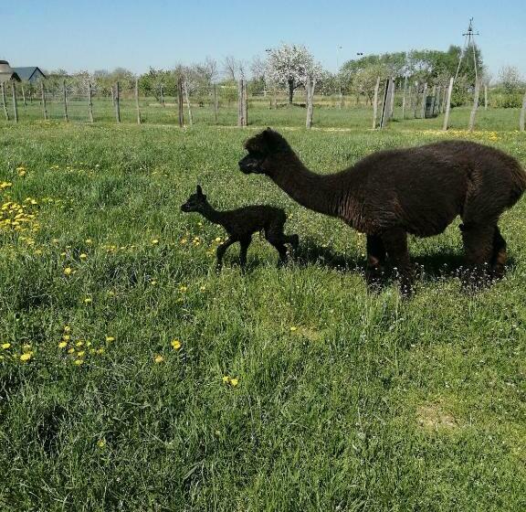 ホテル Alpaka Ranczo Aff