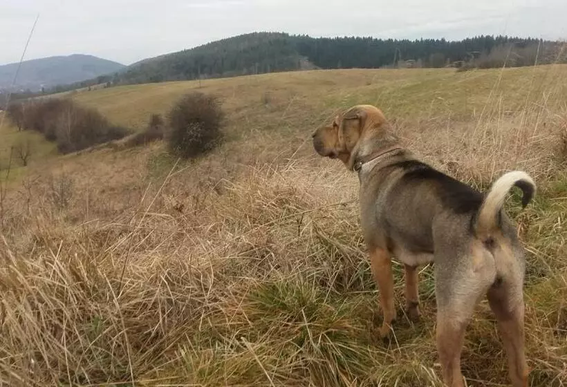 ホテル Dom Na Rozdrożu