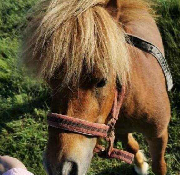 فندق Dom Nad Rozlewiskiem