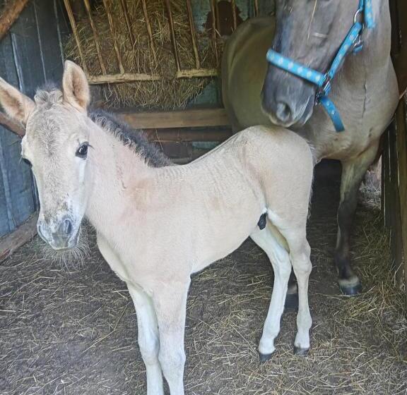 ホテル Sudecka Chata