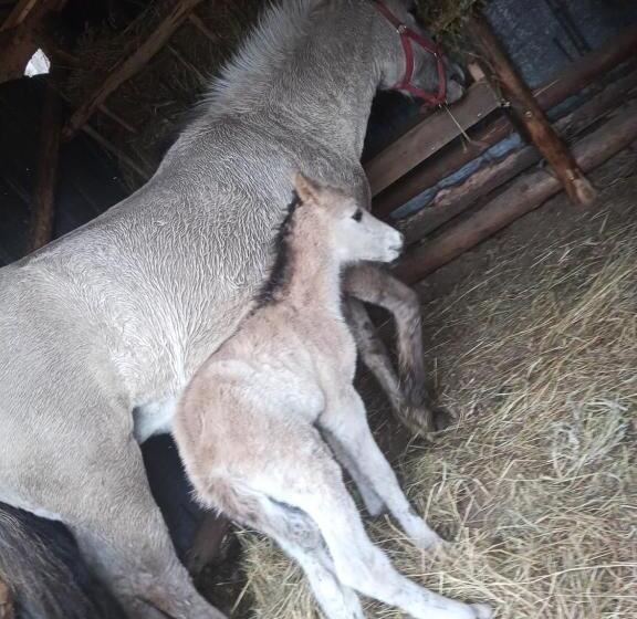 ホテル Sudecka Chata