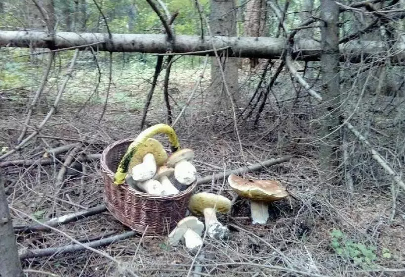 Hotelli Zacisze Osławy Agroturystyka
