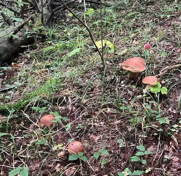 Hotelli Zacisze Osławy Agroturystyka
