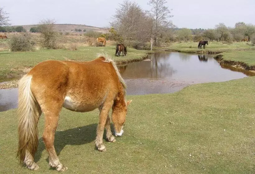 住宿加早餐  Beech Lodge Guest House