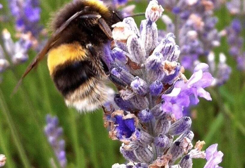 Bed and Breakfast Cambridge House