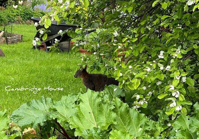 Bed and Breakfast Cambridge House