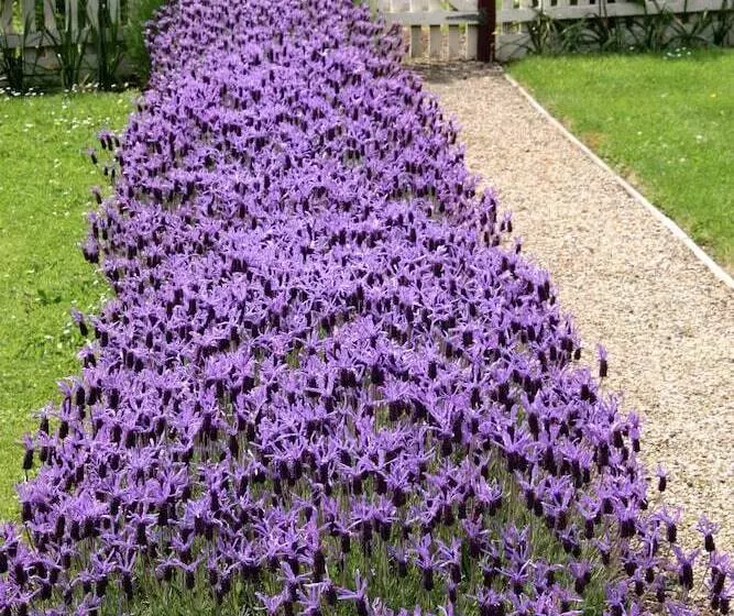 ベッドアンドブレックファースト Cambridge House