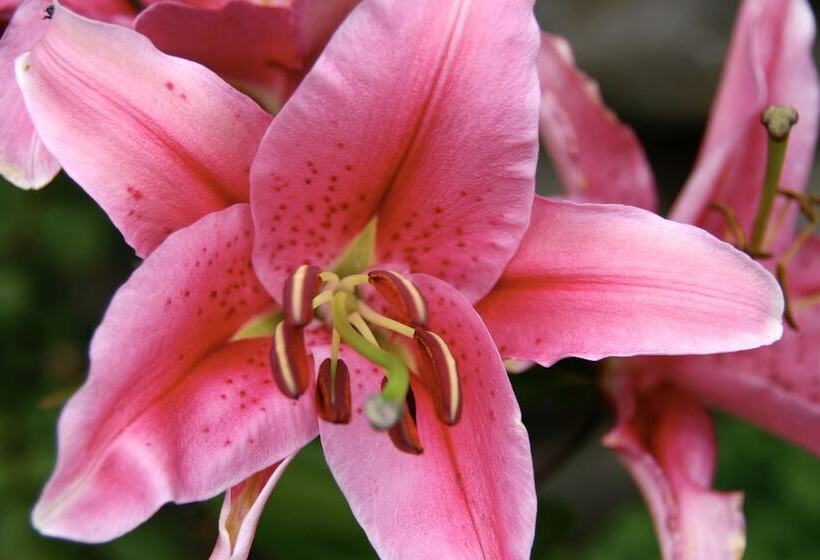 Bed and Breakfast Cambridge House