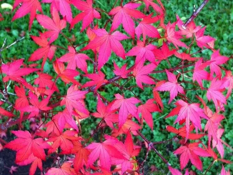 ベッドアンドブレックファースト Cambridge House