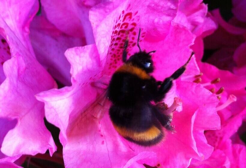 Bed and Breakfast Cambridge House