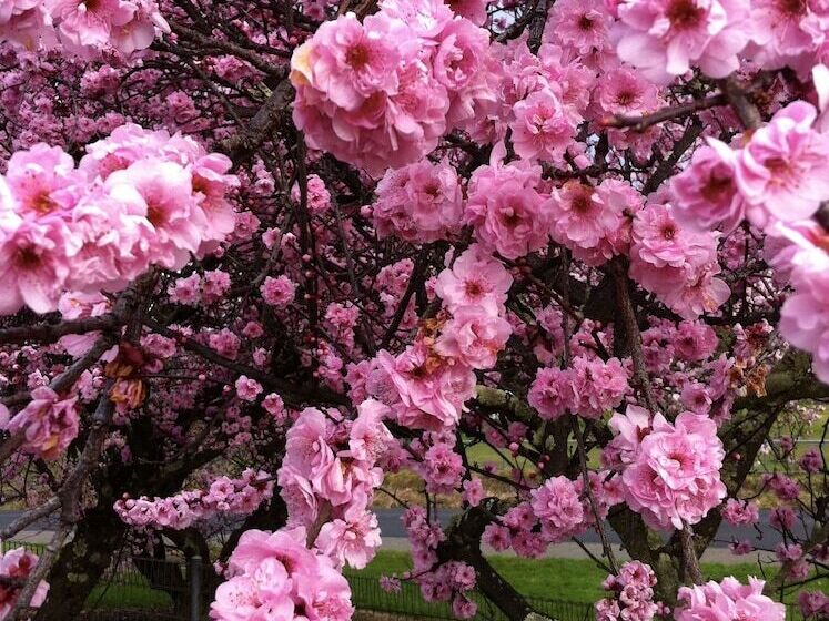 Bed and Breakfast Cambridge House