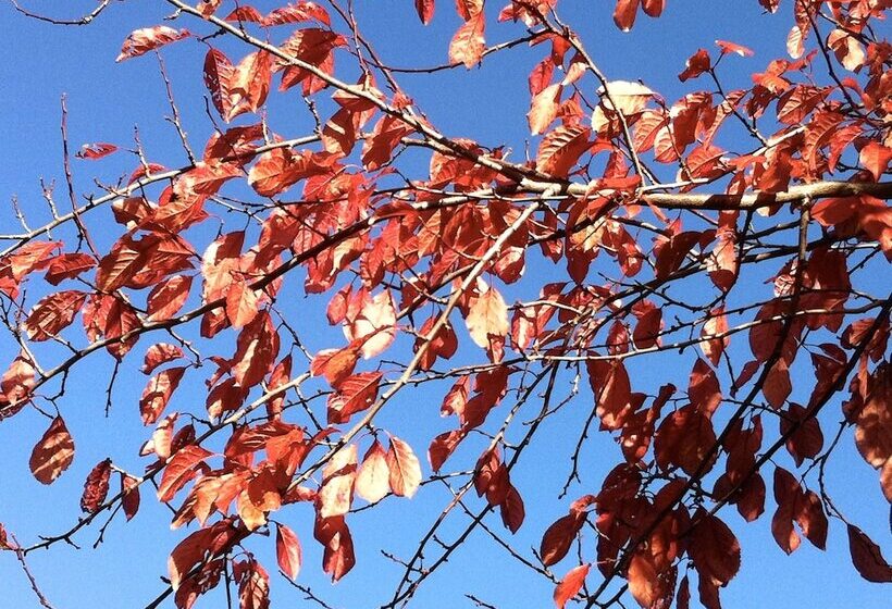 Bed and Breakfast Cambridge House