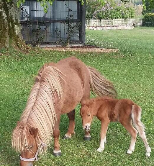 בית מלון כפרי Agroturystyka Pod Pstrągiem