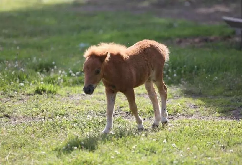 Hotelli Agroturystyka Pod Pstrągiem