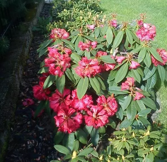 ペンション śnieżynka