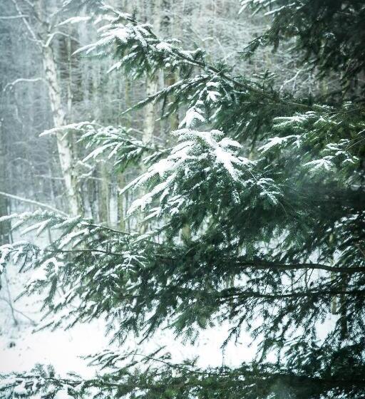 호스텔 Gościniec Lizawka