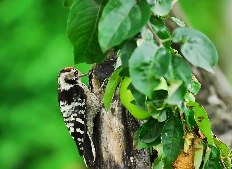 Majatalo Pokoje Nowakowscy